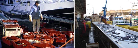 Les poissons ont été placés, à bord du bateau, dans des caissettes manipulables à la main (port de Boulogne-sur-mer) et le déplacement horizontal des produits de la pêche fait un large usage de bandes transporteuses (port de Lorient)