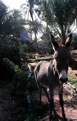 Irrigation à Timimoun